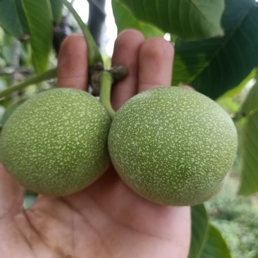 青皮核桃
