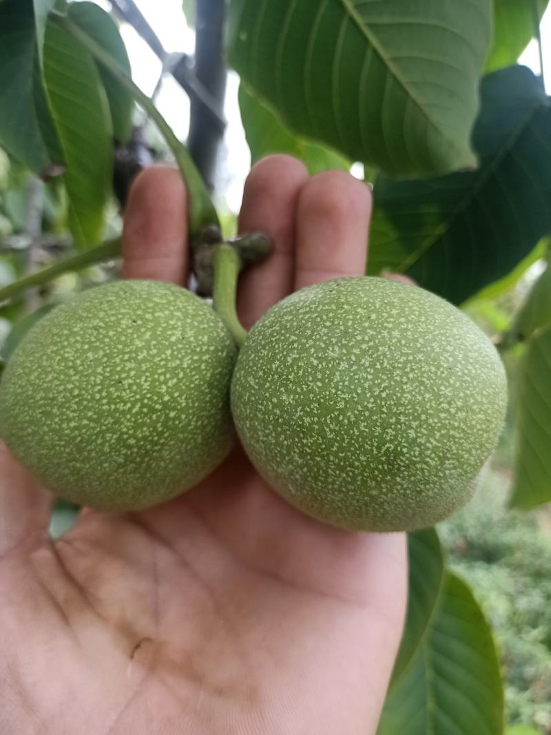 青皮核桃