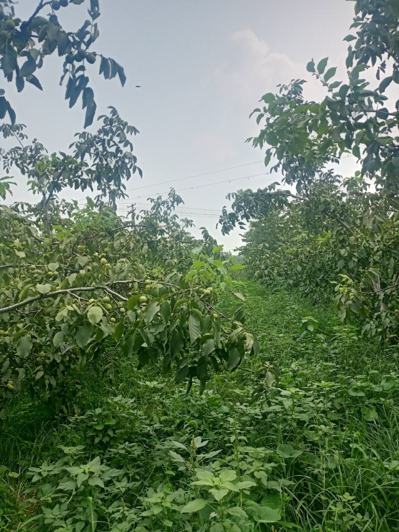 青皮核桃