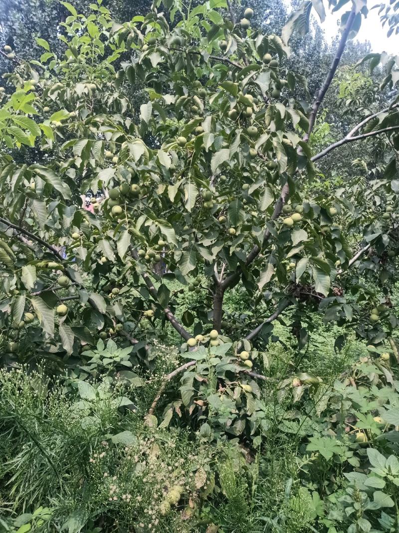 青皮核桃