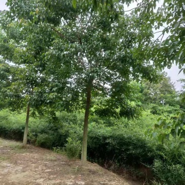 重阳木/绿化苗木/乔灌木/重阳木树苗/绿化林木