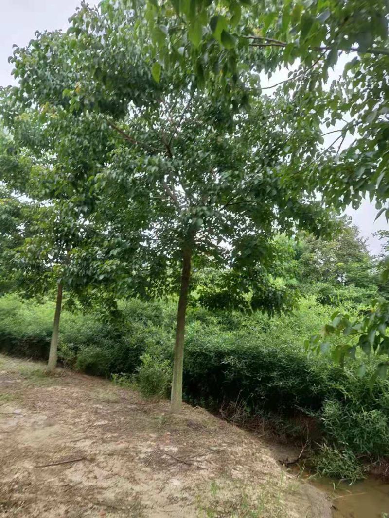 重阳木/绿化苗木/乔灌木/重阳木树苗/绿化林木
