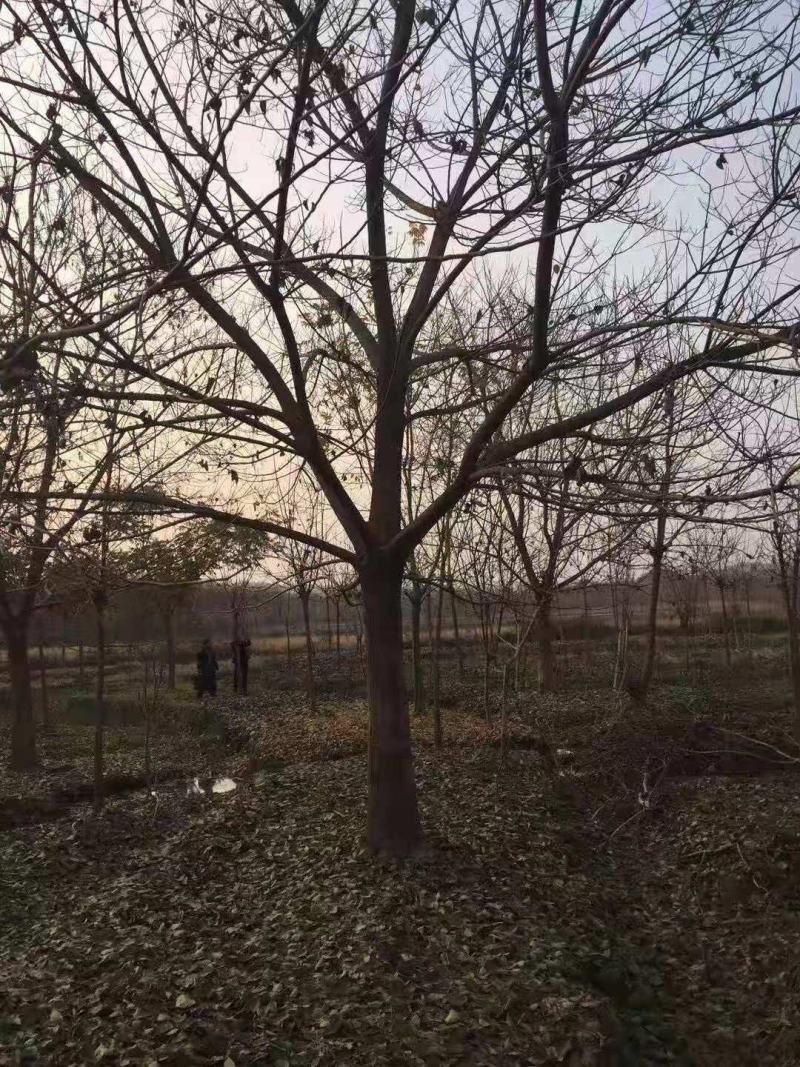 重阳木/绿化苗木/乔灌木/重阳木树苗/绿化林木