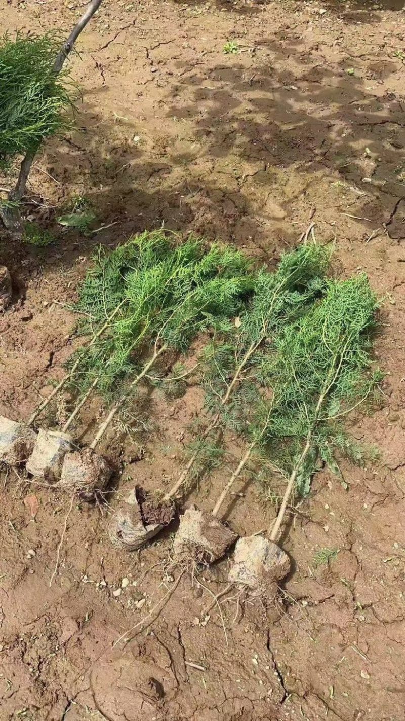 联系我营养袋侧柏高度15-50营养袋土球苗裸根都有货