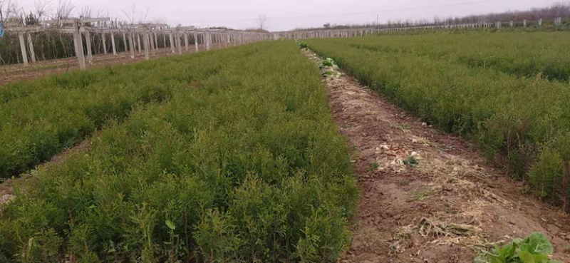 联系我营养袋侧柏高度15-50营养袋土球苗裸根都有货