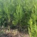 联系我营养袋侧柏高度15-50营养袋土球苗裸根都有货