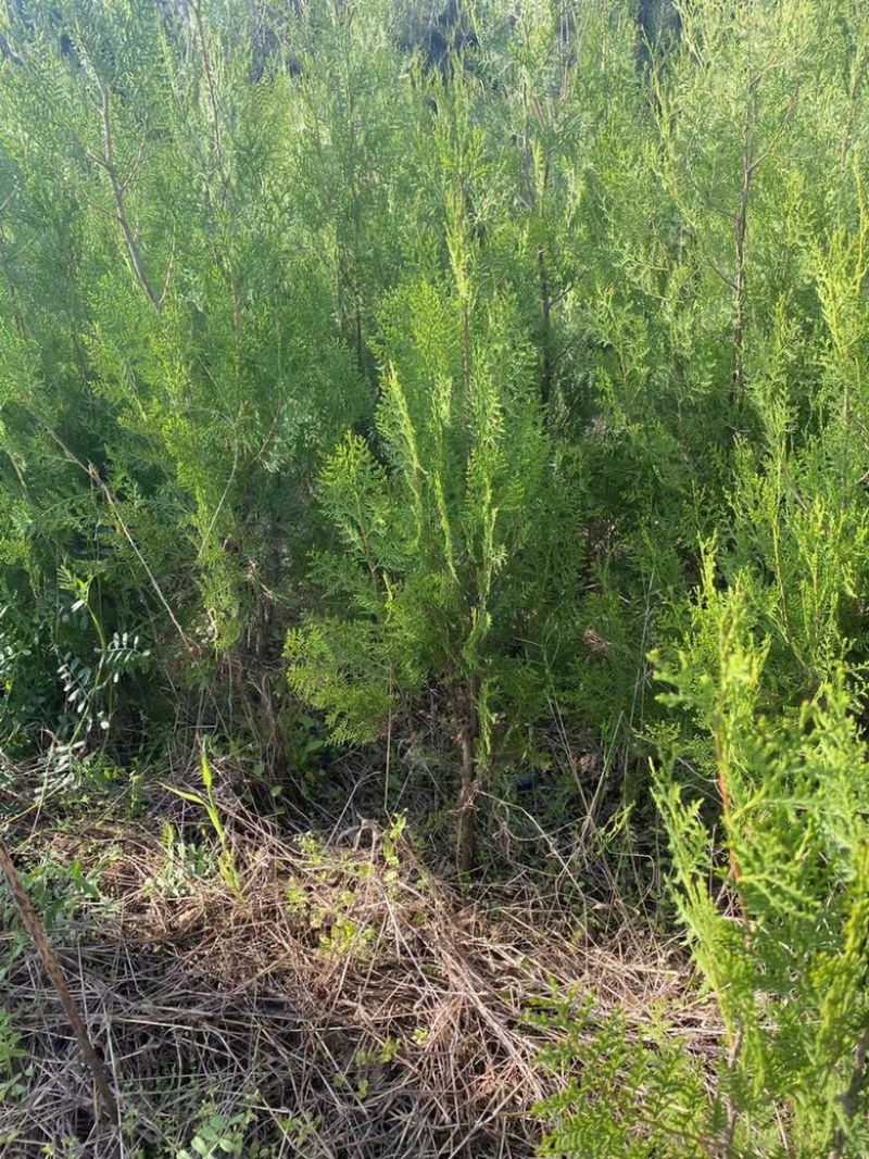 联系我营养袋侧柏高度15-50营养袋土球苗裸根都有货