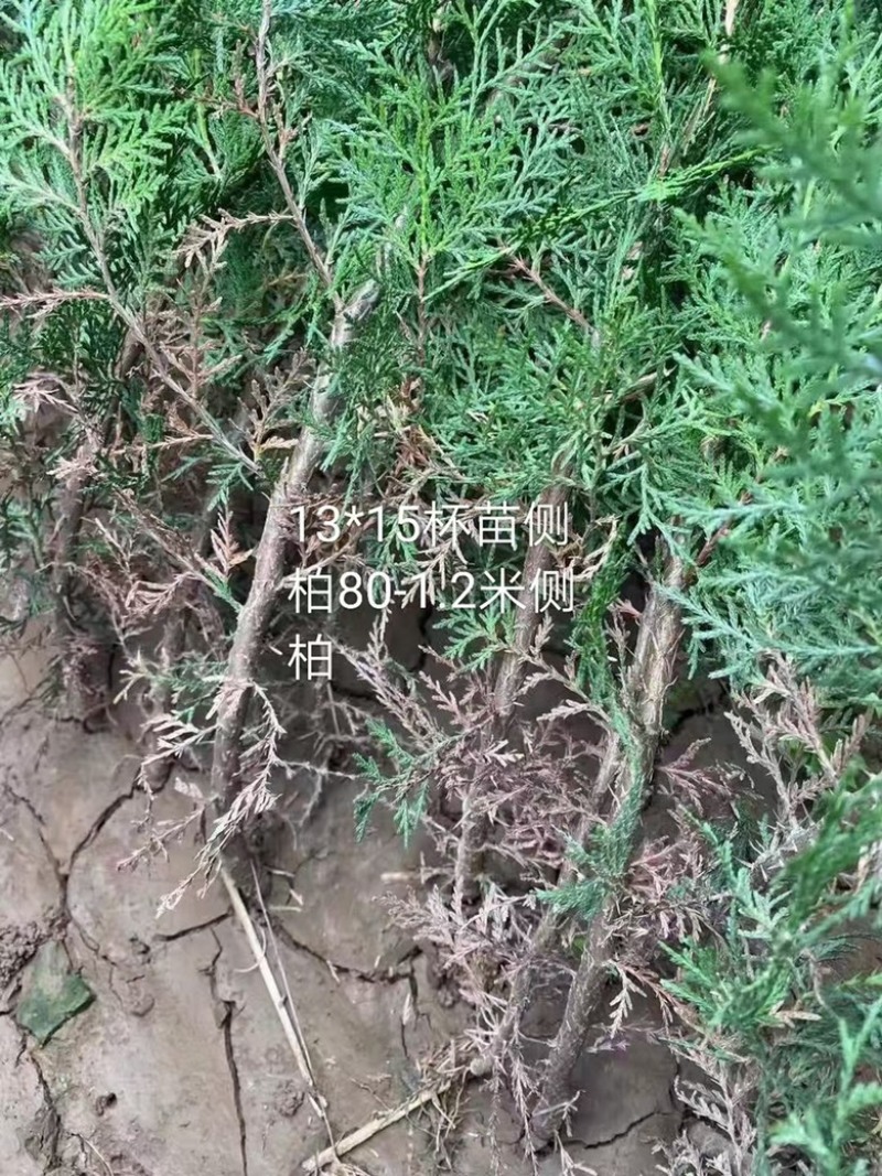 联系我营养袋侧柏高度15-50营养袋土球苗裸根都有货