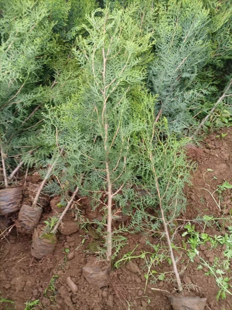联系我营养袋侧柏高度15-50营养袋土球苗裸根都有货