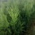 联系我营养袋侧柏高度15-50营养袋土球苗裸根都有货