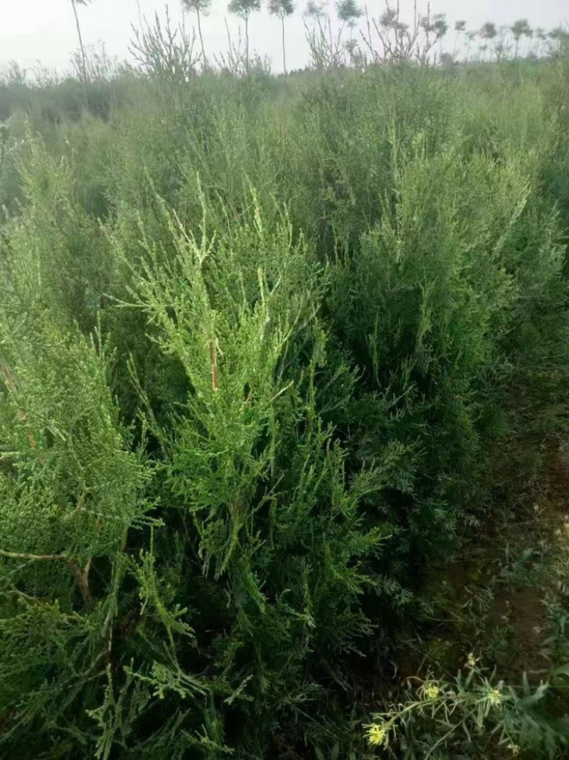 联系我营养袋侧柏高度15-50营养袋土球苗裸根都有货