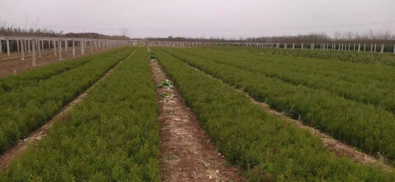 联系我营养袋侧柏高度15-50营养袋土球苗裸根都有货