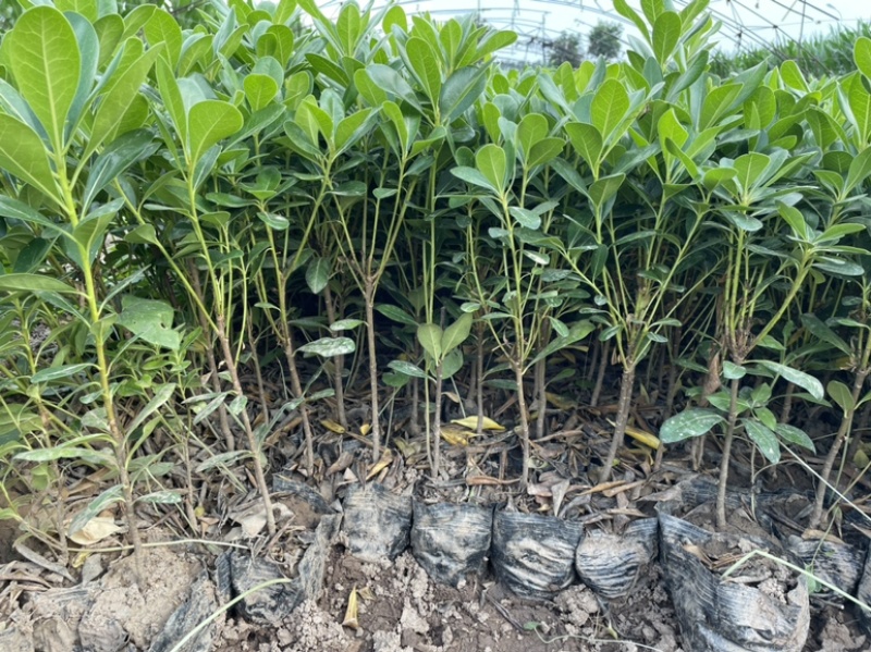 营养体13×15海桐苗高度18起步至40根细多