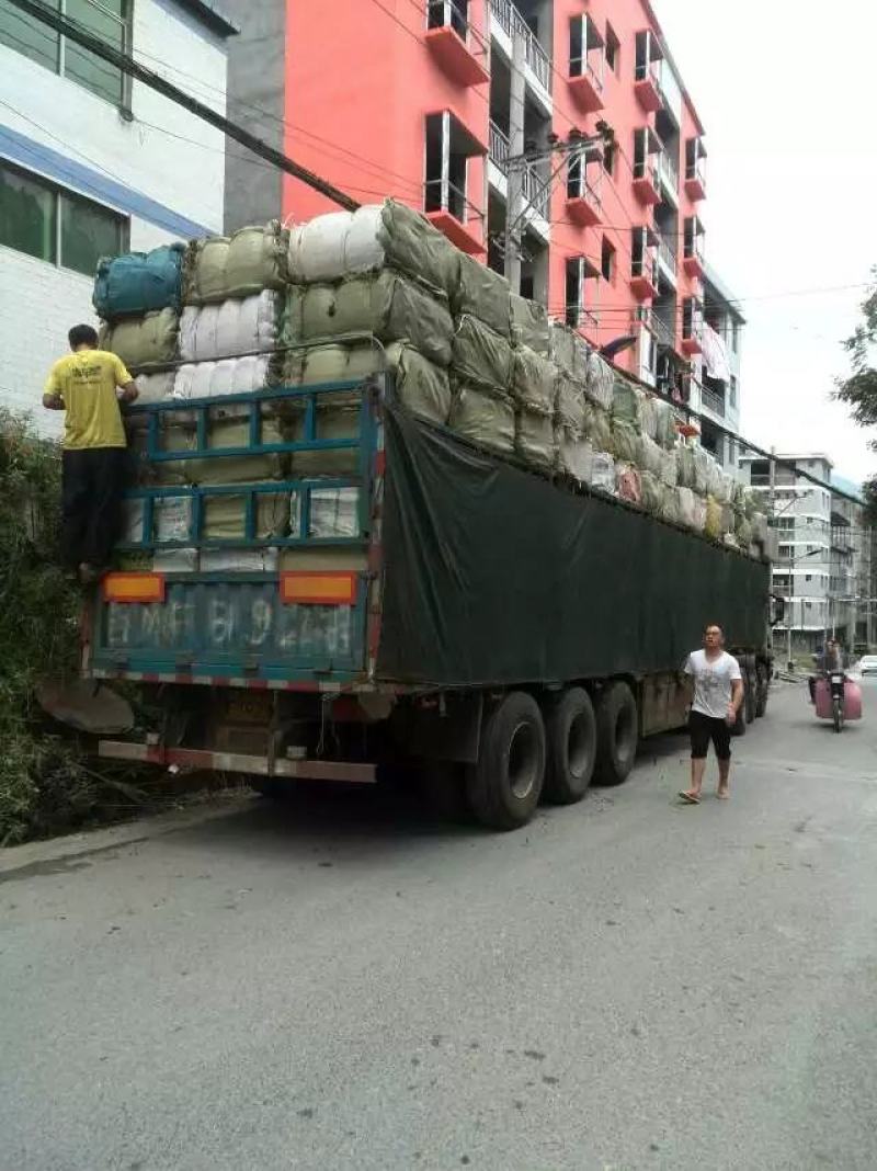 紫苏叶