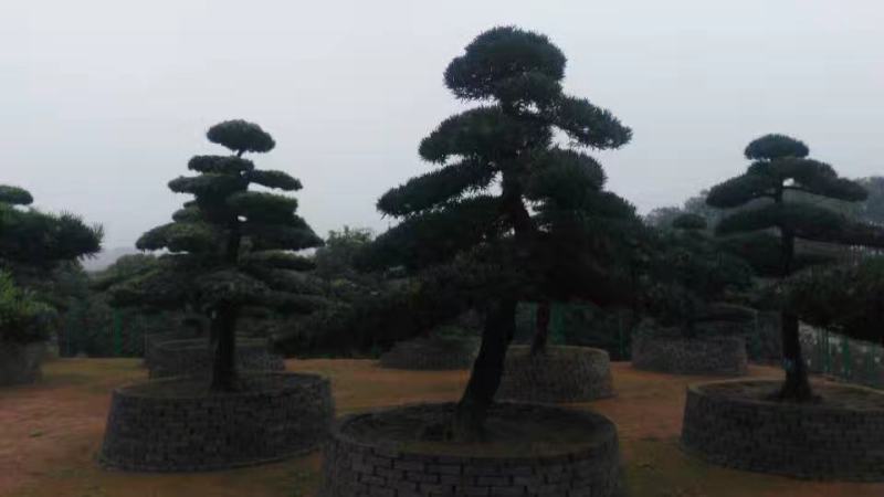 罗汉松，精品罗汉松，罗汉松造型树，造型罗汉松控根苗