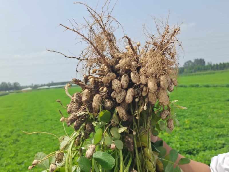 现摘鲜花生，成熟度高，大白沙，小白沙，罗汉果，人工过筛