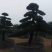 罗汉松，精品罗汉松，罗汉松造型树，造型罗汉松控根苗