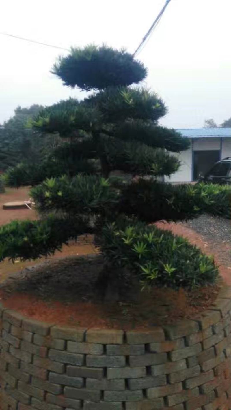 罗汉松，精品罗汉松，罗汉松造型树，造型罗汉松控根苗