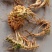 基地热销中中药材竹节参(白三七丿四川品种种苗支持实地考察