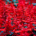 一串红种子西洋红象牙红爆杖花种籽墙下红长花期花坛阳台室外