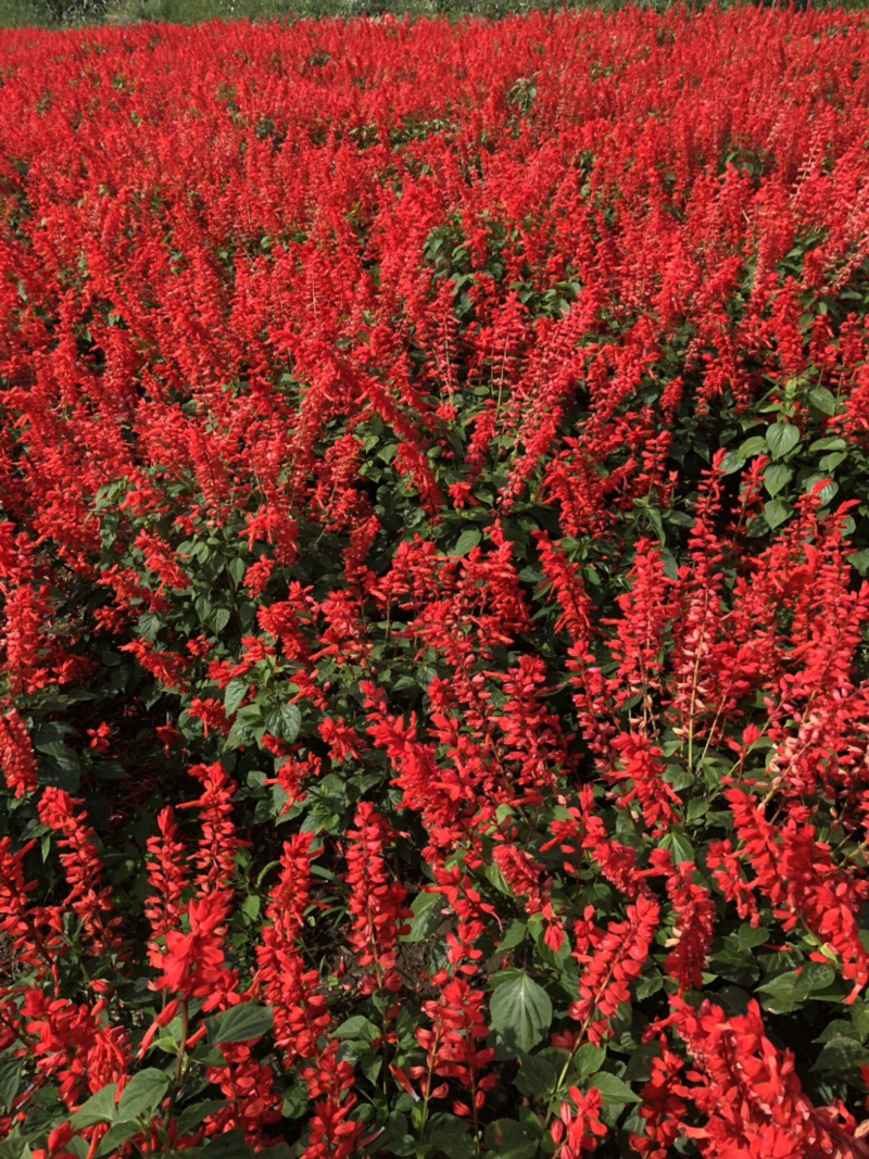 一串红种子西洋红象牙红爆杖花种籽墙下红长花期花坛阳台室外
