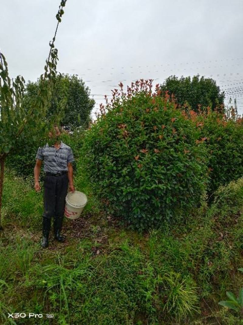 精品红叶石楠球，南京溧水基地，欢迎下单，量大从优