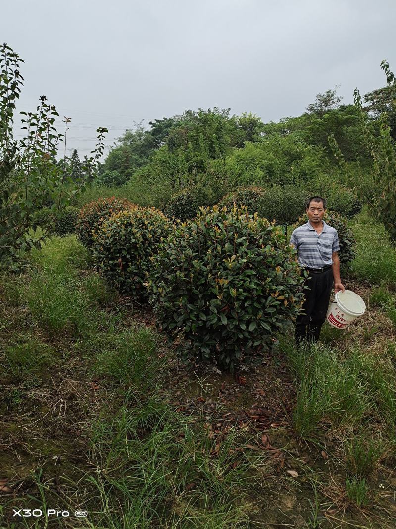 精品红叶石楠球，南京溧水基地，欢迎下单，量大从优