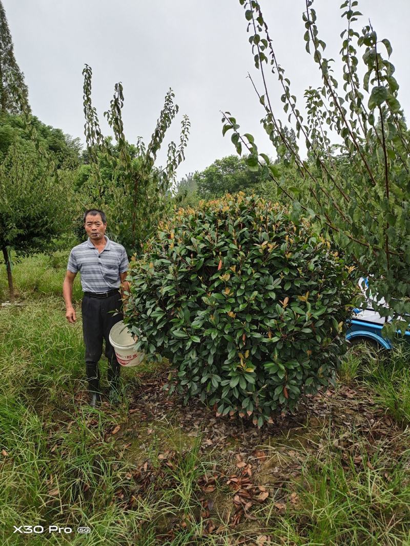 精品红叶石楠球，南京溧水基地，欢迎下单，量大从优