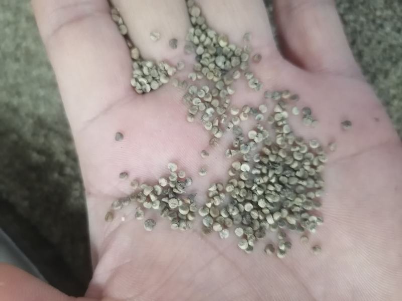 冬葵子冬葵果批发出售质量好产地直销干净加工