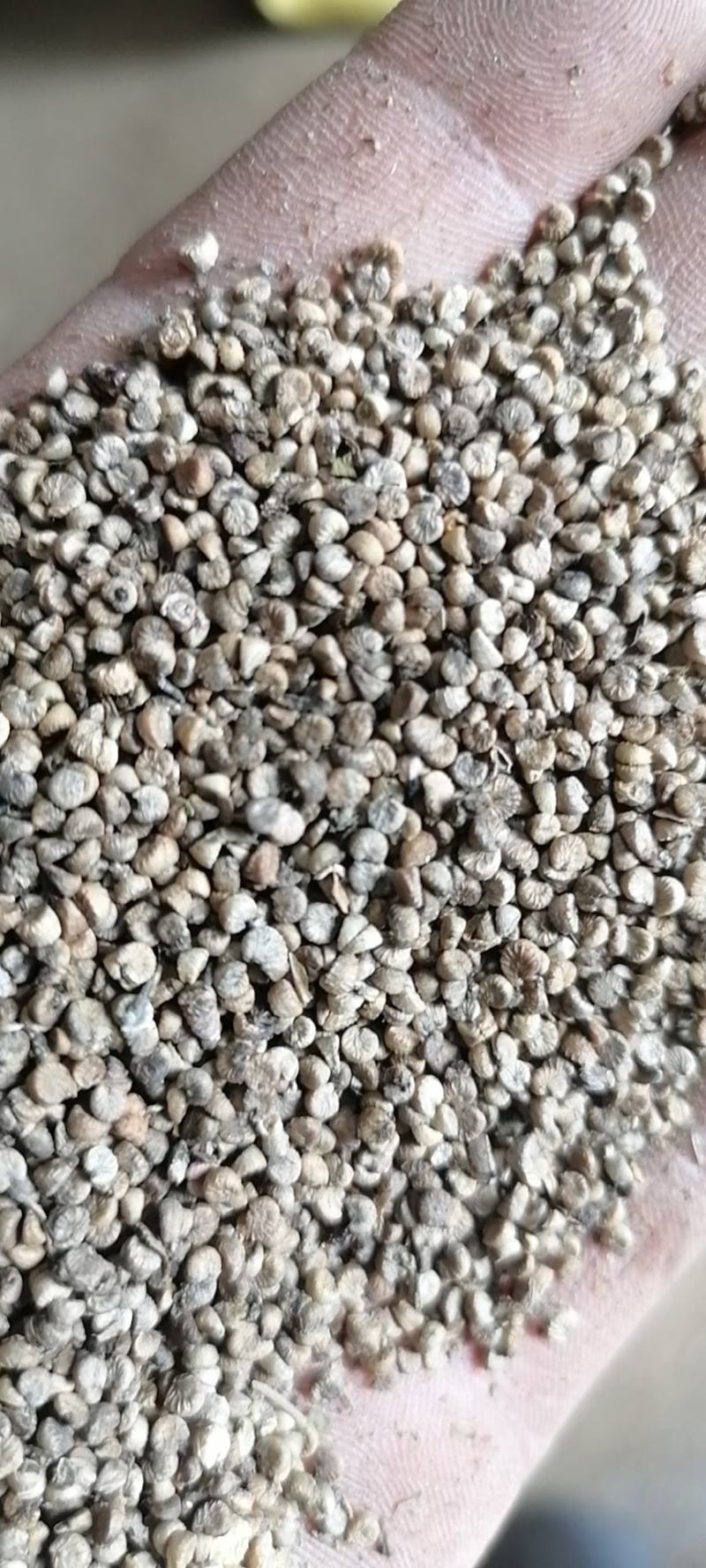 冬葵子冬葵果批发出售质量好产地直销干净加工