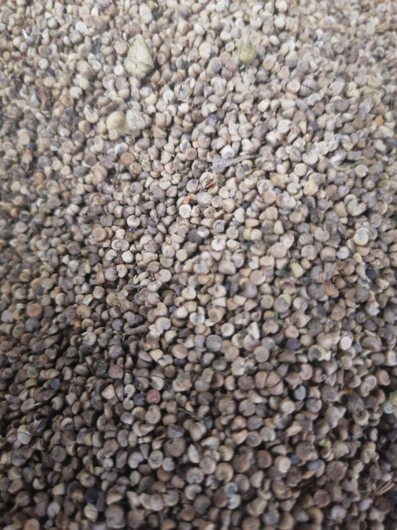 冬葵子冬葵果批发出售质量好产地直销干净加工