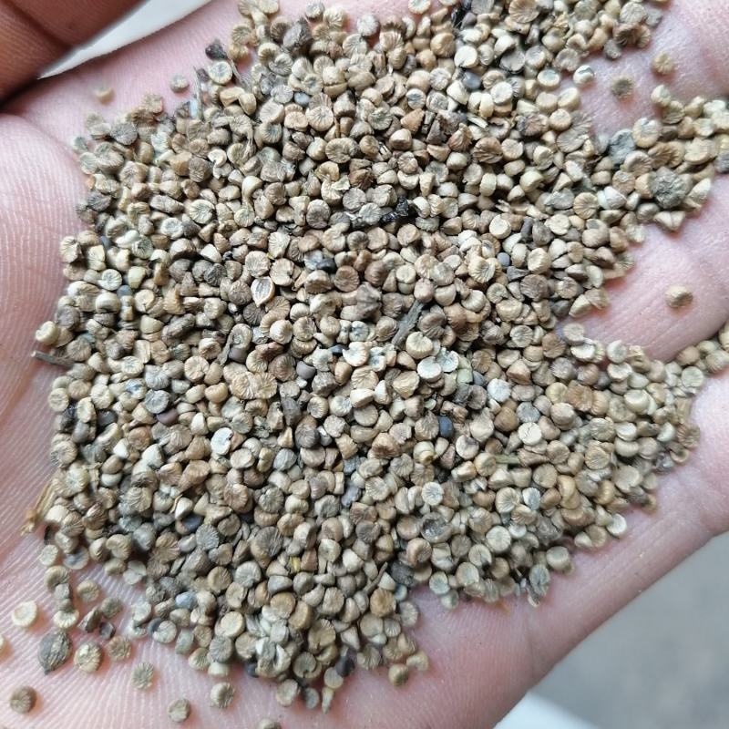 冬葵子冬葵果批发出售质量好产地直销干净加工