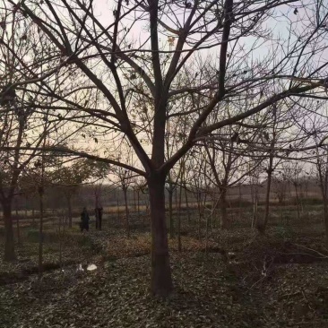 重阳木/绿化苗木/乔灌木/重阳木树苗/林木种子/原生态树