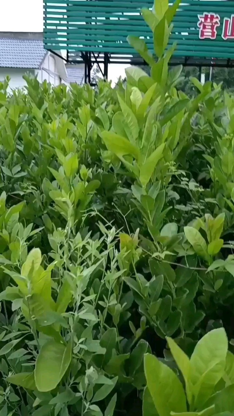 佛手苗种植基地，产地直发，包技术，你种我收诚信为本