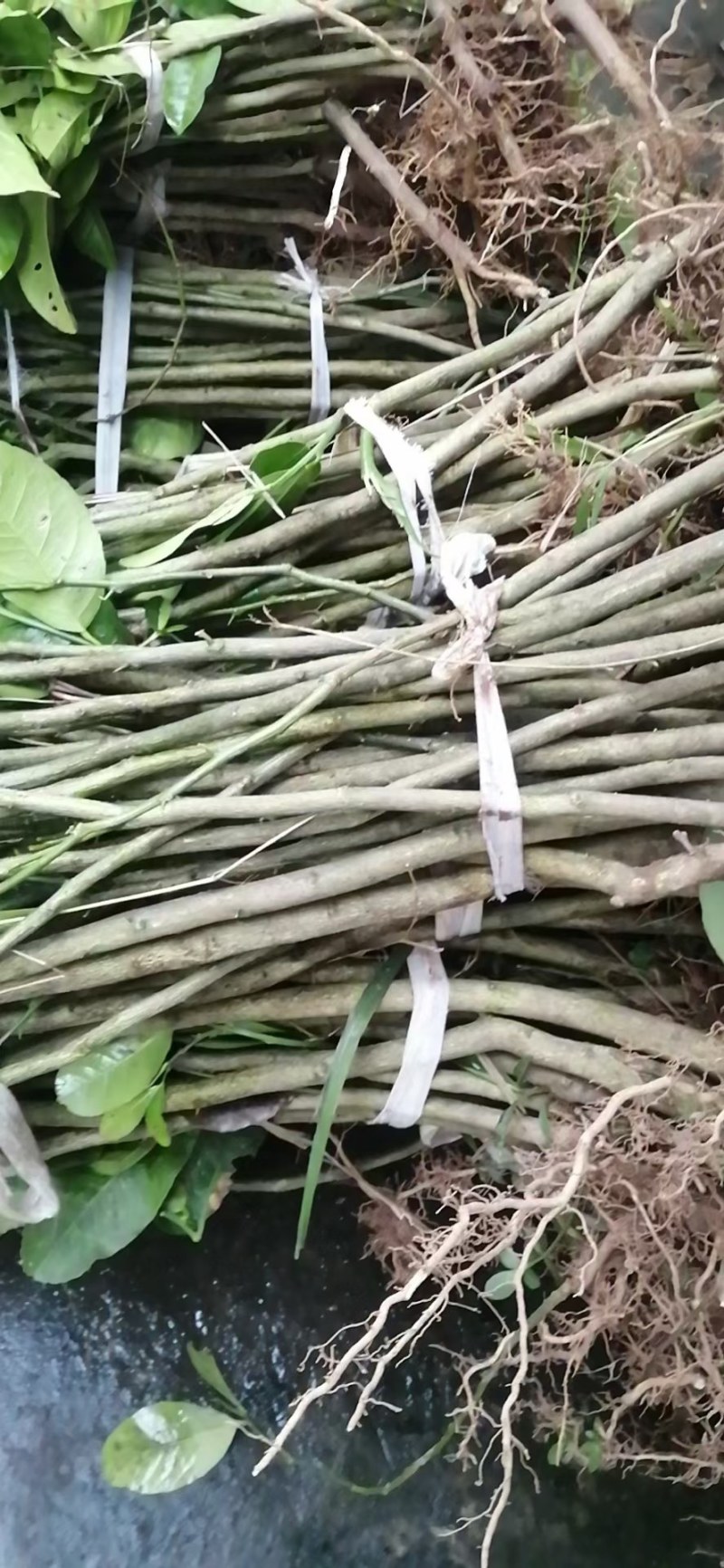 佛手苗种植基地，产地直发，包技术，你种我收诚信为本