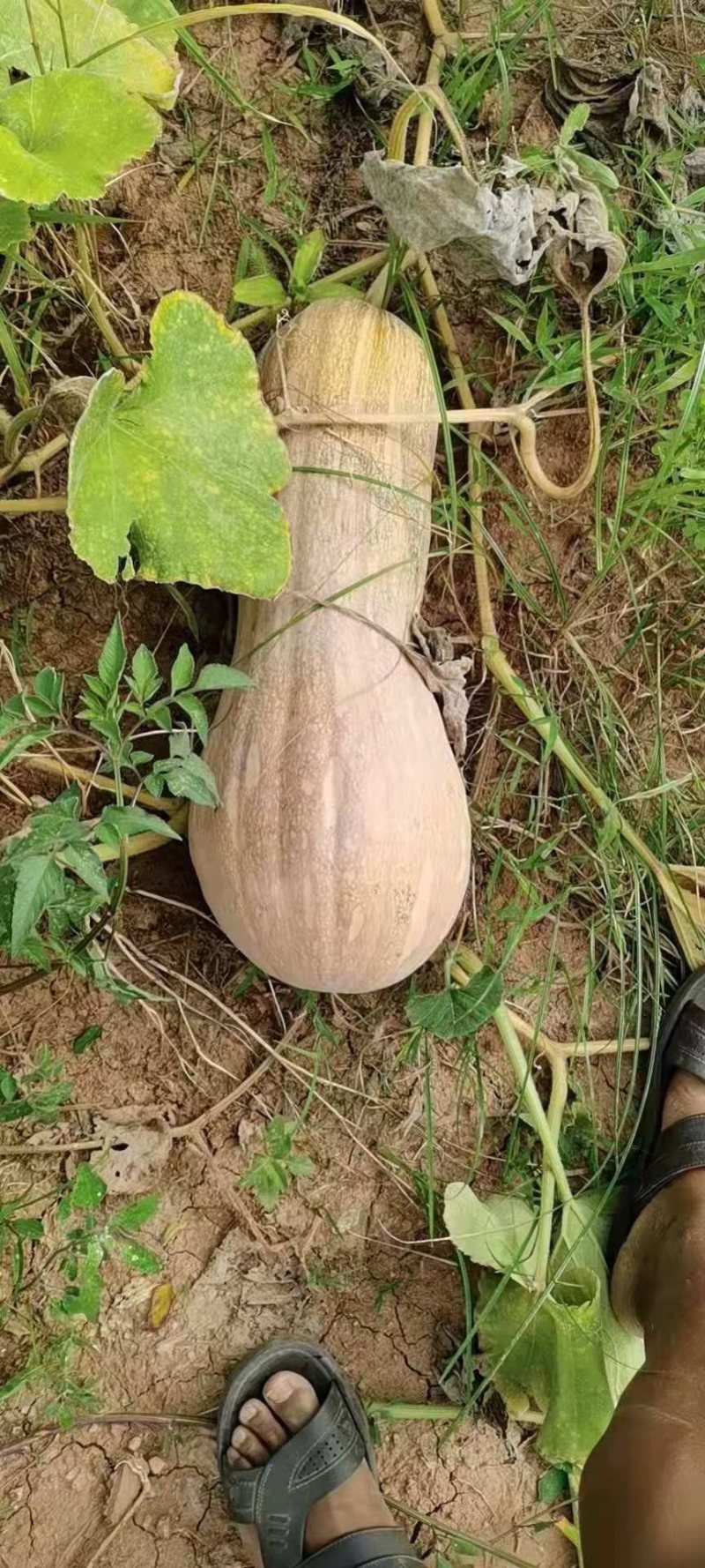蜜本南瓜四川绵阳产地供应自然全黄枕头南瓜