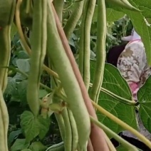 架豆王豆角泰育架豆王属于无筋豆品种，豆荚很嫩，品质优，