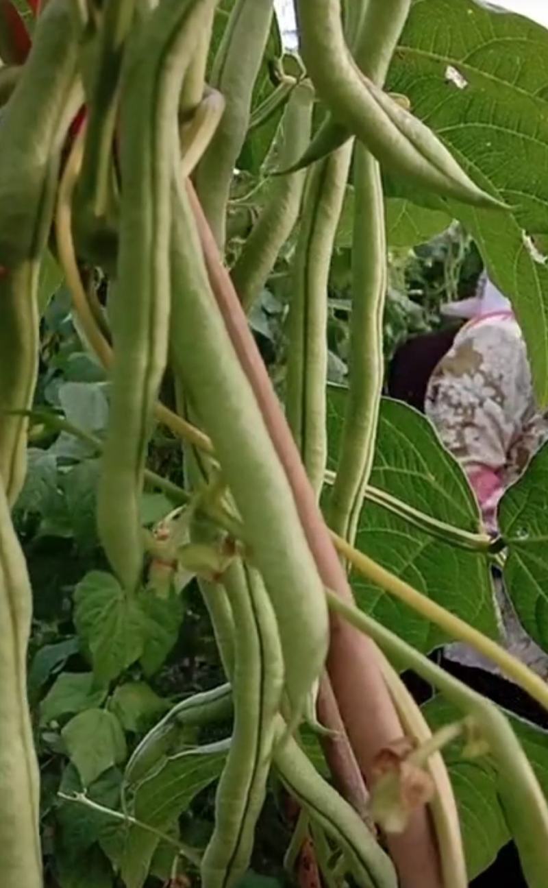 架豆王豆角泰育架豆王属于无筋豆品种，豆荚很嫩，品质优，