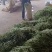 架豆王豆角泰育架豆王属于无筋豆品种，豆荚很嫩，品质优，