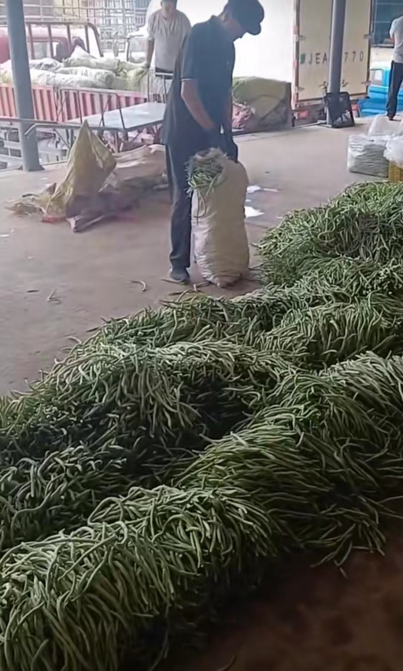 架豆王豆角泰育架豆王属于无筋豆品种，豆荚很嫩，品质优，