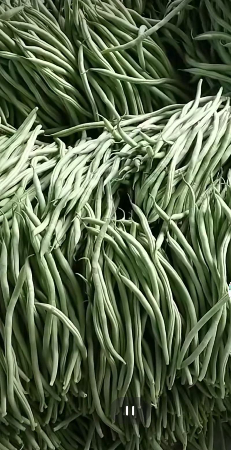 架豆王豆角泰育架豆王属于无筋豆品种，豆荚很嫩，品质优，