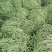 架豆王豆角泰育架豆王属于无筋豆品种，豆荚很嫩，品质优，