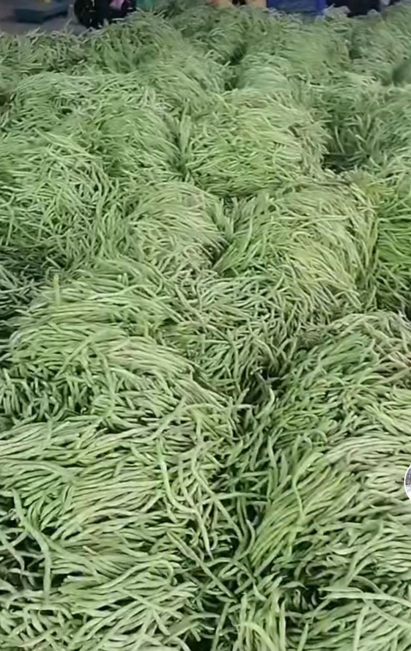 架豆王豆角泰育架豆王属于无筋豆品种，豆荚很嫩，品质优，