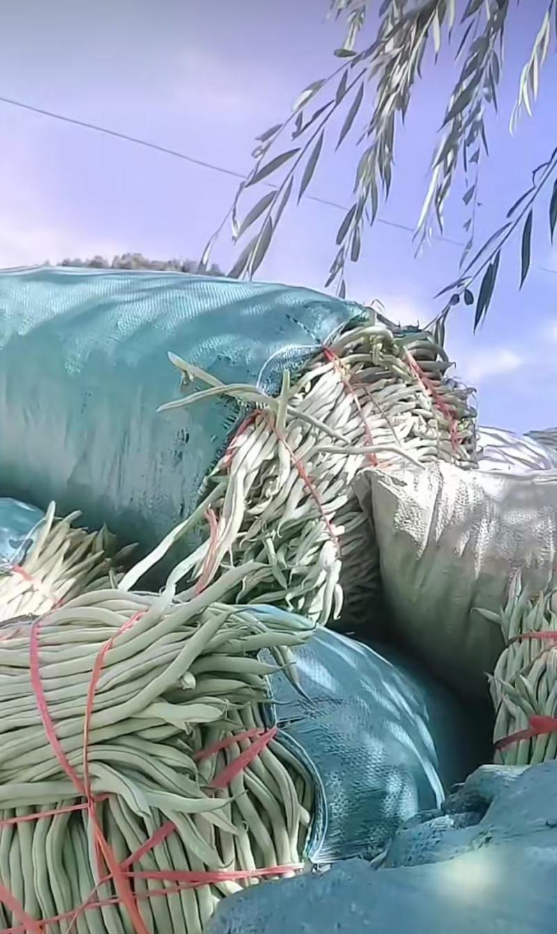 架豆王豆角泰育架豆王属于无筋豆品种，豆荚很嫩，品质优，