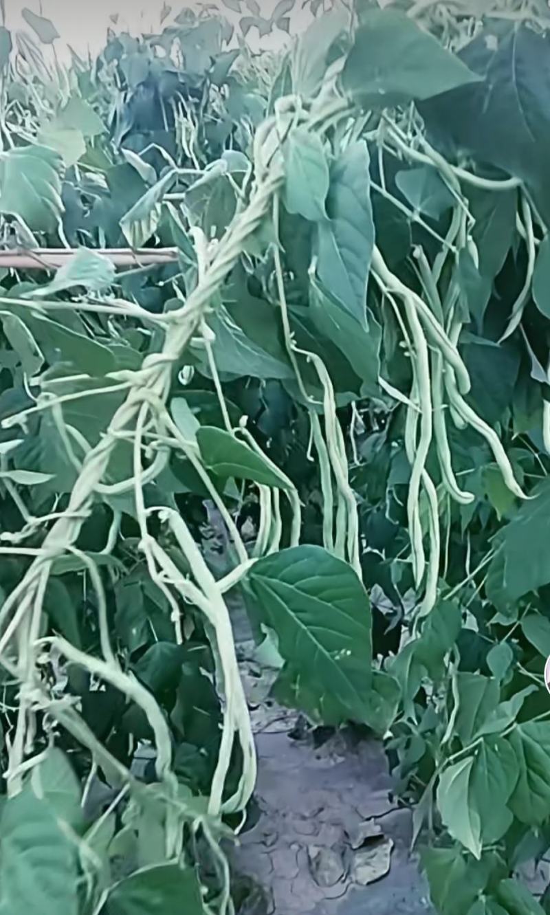 架豆王豆角泰育架豆王属于无筋豆品种，豆荚很嫩，品质优，