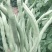 架豆王豆角泰育架豆王属于无筋豆品种，豆荚很嫩，品质优，