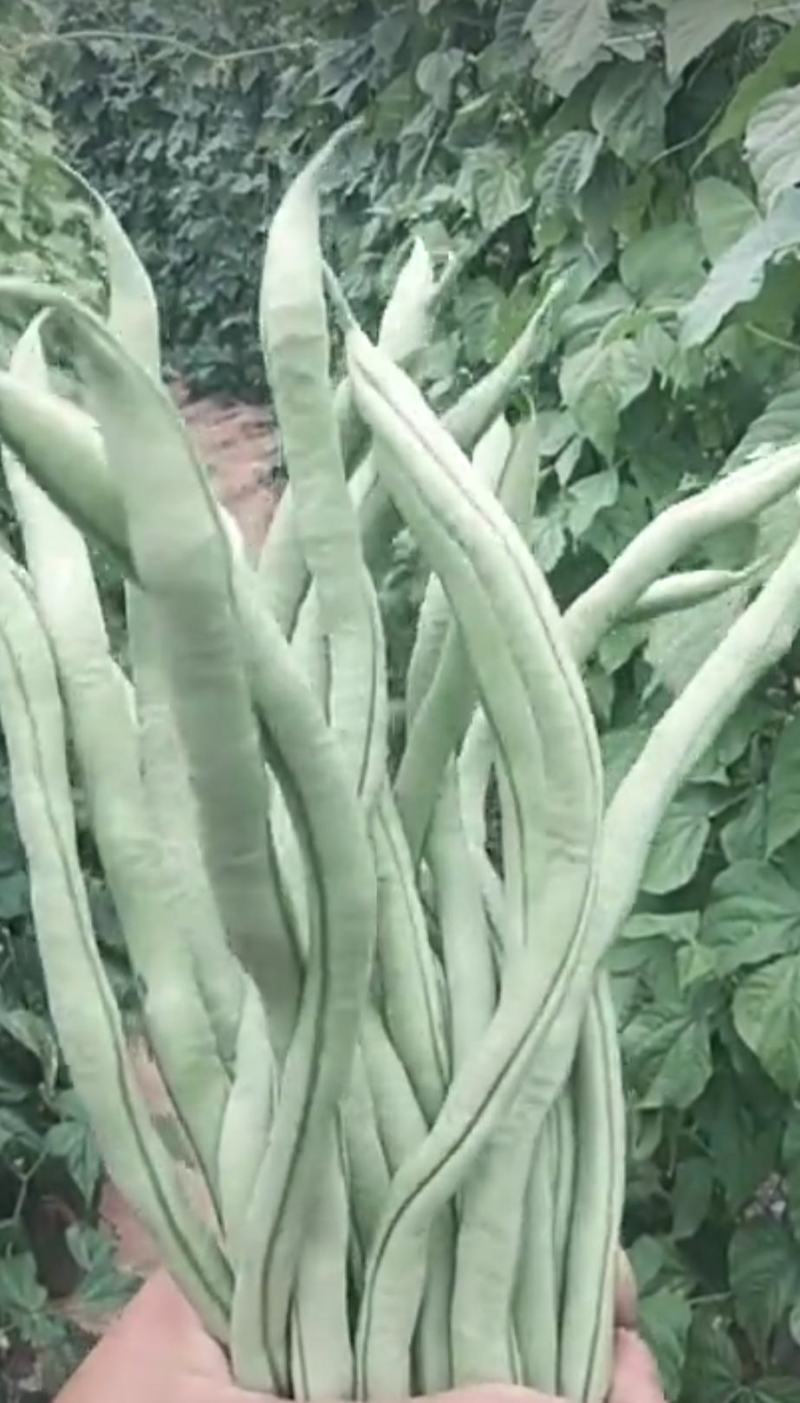 架豆王豆角泰育架豆王属于无筋豆品种，豆荚很嫩，品质优，