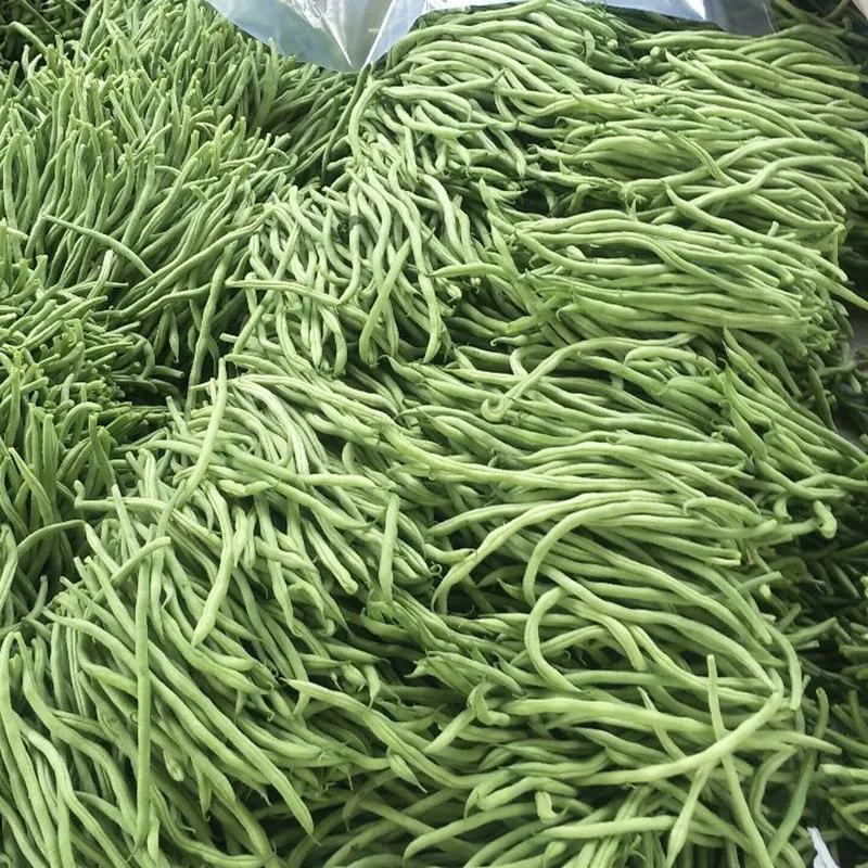 架豆王豆角泰育架豆王属于无筋豆品种，豆荚很嫩，品质优，