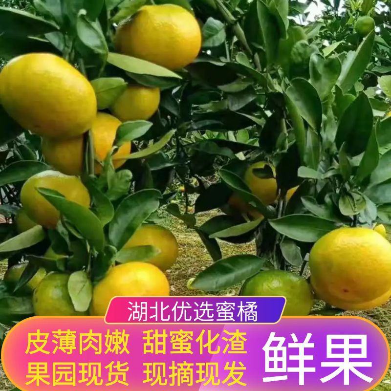 【蜜橘】热卖湖北高山蜜橘柑橘一条龙服务视频看货