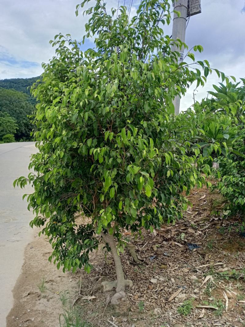垂叶榕福建漳州垂叶榕绿化庭院设计基地直供大小规格袋苗
